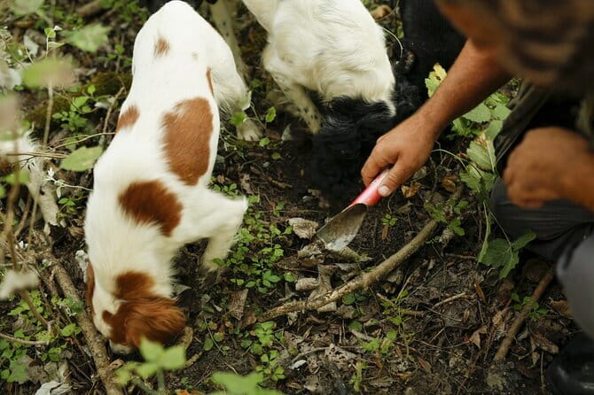 Tuscany Truffle Hunt: A Culinary Adventure - Setting and pacing: why the small group feels better