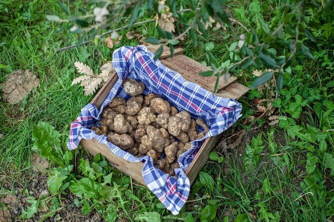 Tuscany Truffle Hunt: A Culinary Adventure - The truffle hunt with expert guides and dog Levante