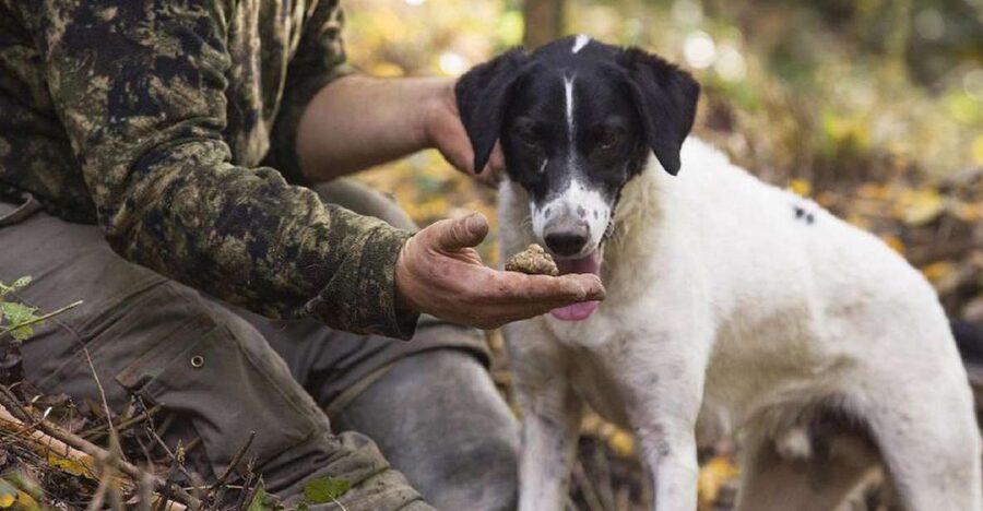 Tuscany: Truffle Hunting and Meal at a Winery - Oak Forest Truffle Hunting: Watching Dogs Work While You Learn