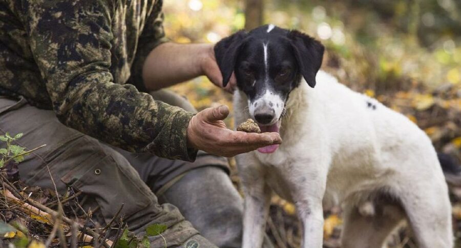Tuscany: Truffle Hunting and Meal at a Winery - San Gimignano Stop: A Guided Pause From the Hunt