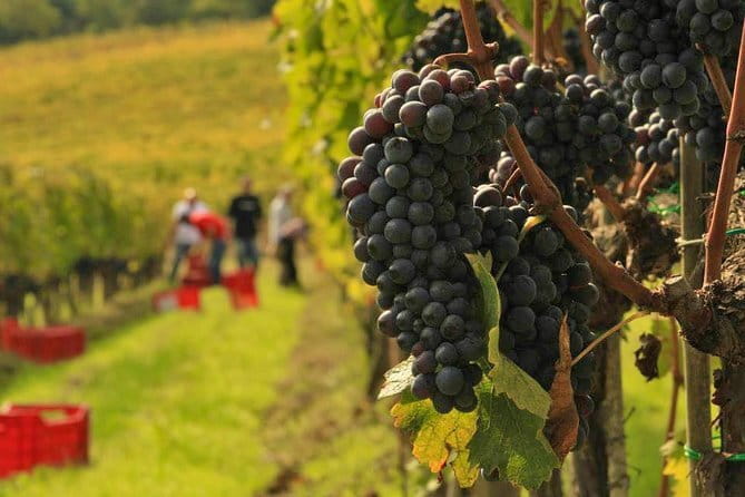 Tuscany Wine Tastings with Panoramic View - Florence to Chianti - Your guide and the group size: how to get more value out of the same hours