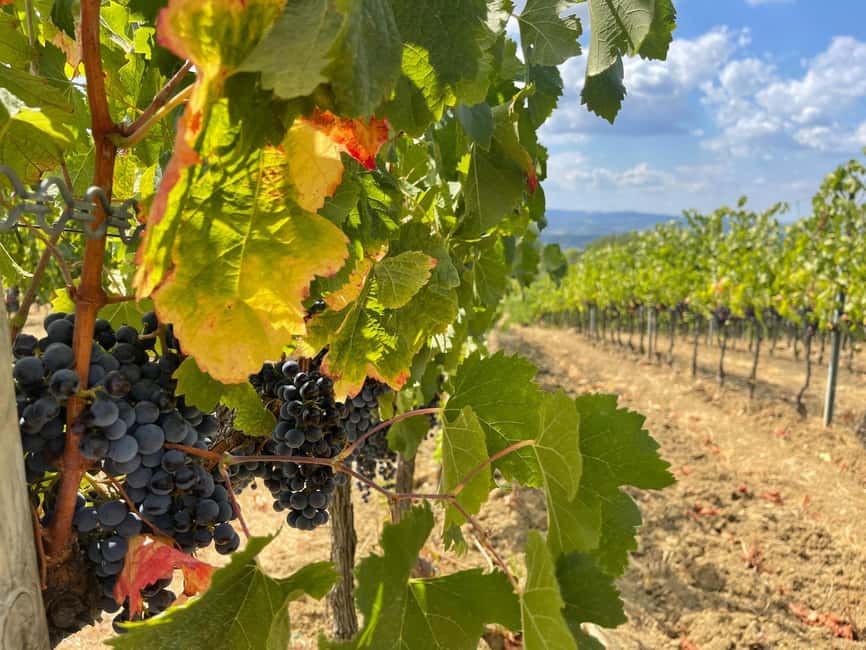 Tuscany Wine Tour: 2 Wineries & San Gimignano from Florence - Tuscany wine tour from Florence: the real feel of the day