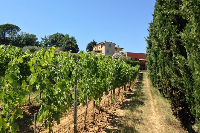 Vineyard visit with local appetisers and wine tasting - The wine tasting: four estate wines, not just one sip-and-go