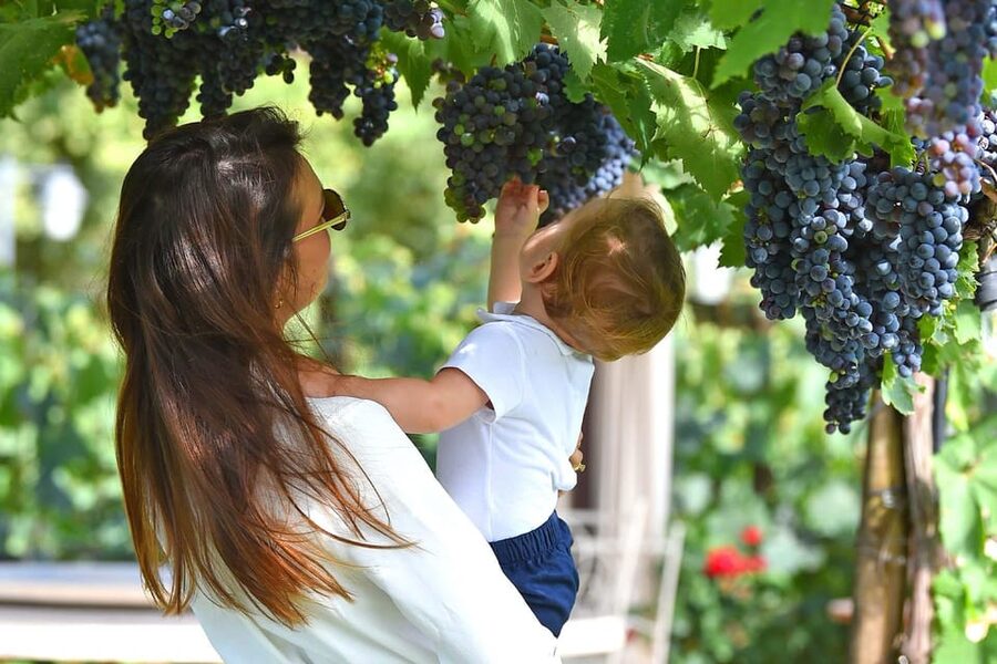 Vineyard Walk, Lunch or Dinner with Wine Tasting - Walking the vines: what you’re learning as you stroll