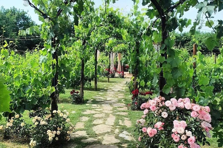 Vineyard Walk, Lunch or Dinner with Wine Tasting - Quick tips to make the experience go smoothly