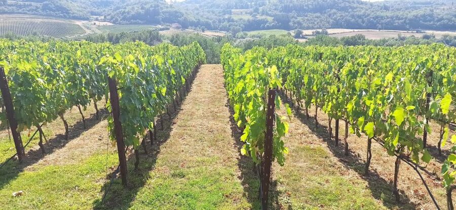 Visit Siena and San Gimignano with lunch at a family farm - Key things I’d circle before you book
