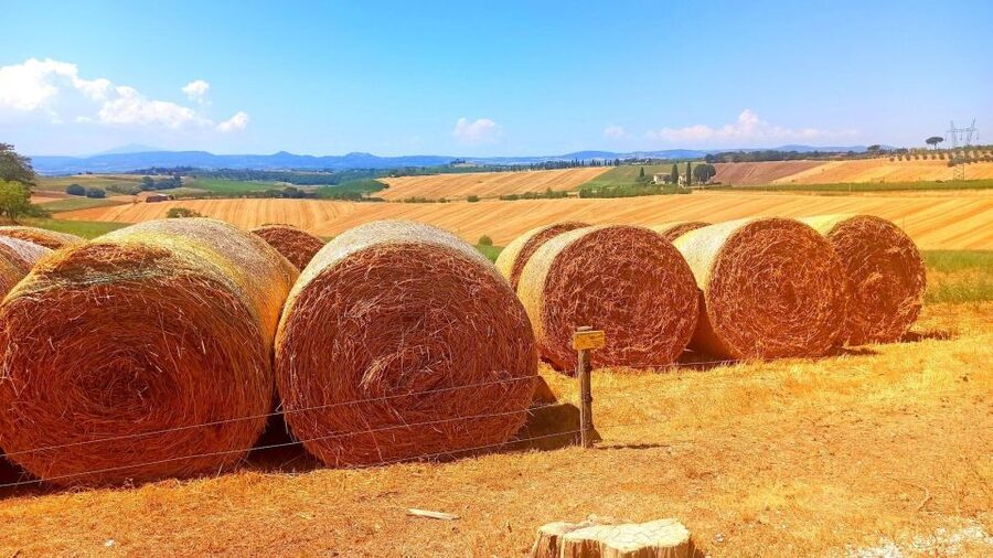 Visit Siena and San Gimignano with lunch at a family farm - Siena on Your Time: Piazza del Campo and UNESCO Streets