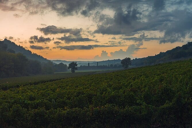 Wine Tasting by CarusVini in San Casciano in val di Pesa - Assisted Organic Wine Tasting Plus Tuscan Cold Cuts