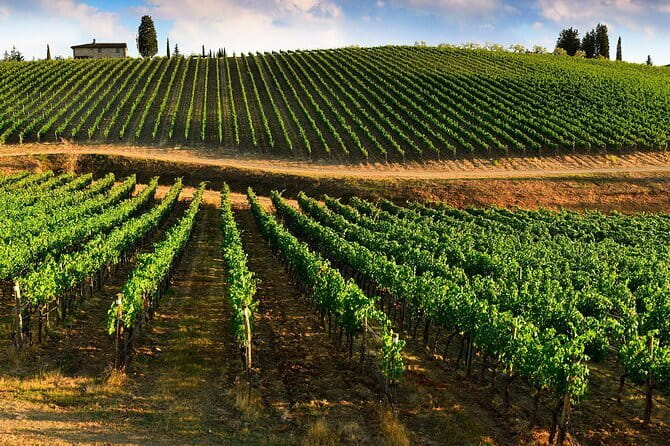 Wine tasting in TWO family wineries around Florence - Who should book this tour (and who should skip it)