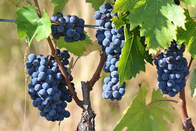 Wine Tour Experience - Finding the meeting point and getting your timing right
