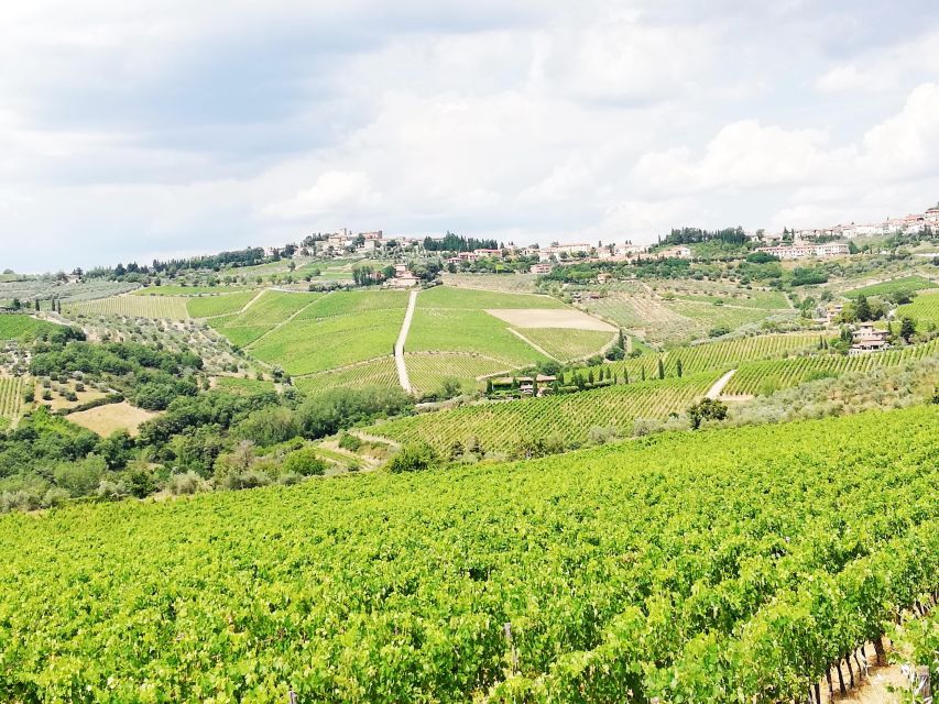 Wine Tour in Open Top Van - Poggio Amorelli tasting: learning by getting your hands on it