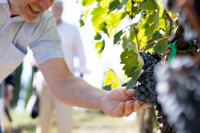 Winery Tour & Gourmet Tasting in Montalcino - Who Should Book This (And Who Might Want Something Else)