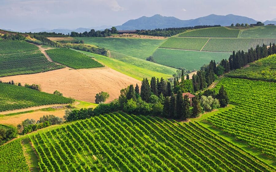 YOUR HONEYMOON IN TUSCANY: Private Chianti Wine Tasting Tour - San Gimignano: Climb Torre Grossa and Treat Yourself to Antica Gelateria